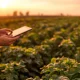 person using tablet in the field